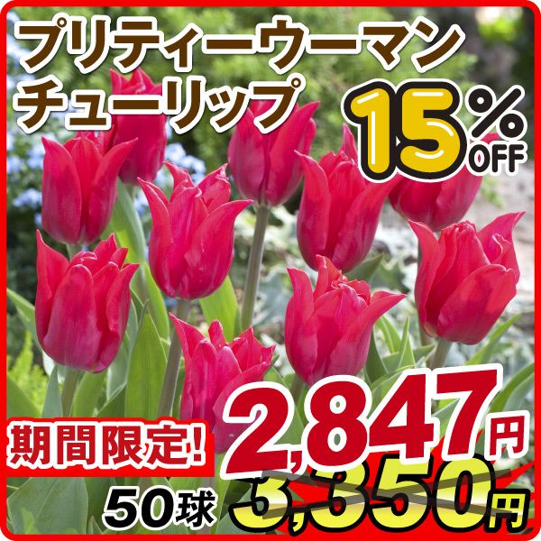 ［期間限定セール］チューリップ 球根 プリティウーマン