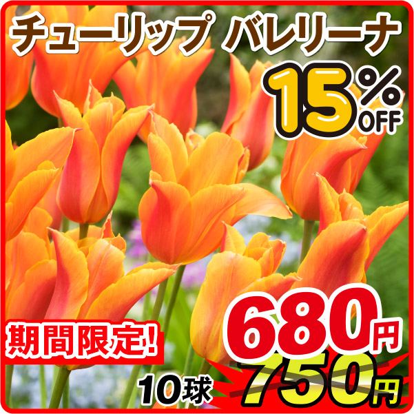 ［期間限定セール］チューリップ 球根 バレリーナ