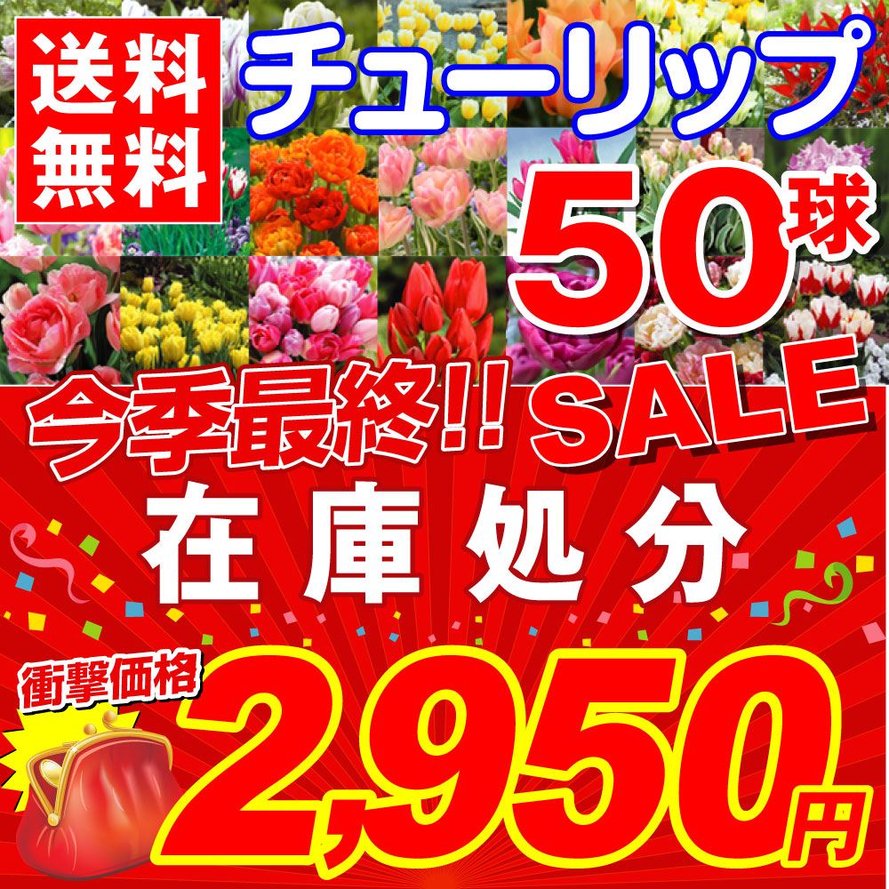 チューリップ 球根 在庫処分チューリップ 50球