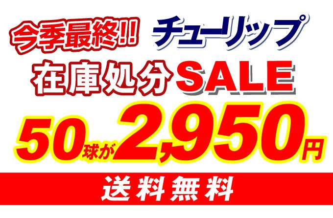 在庫処分チューリップ福袋