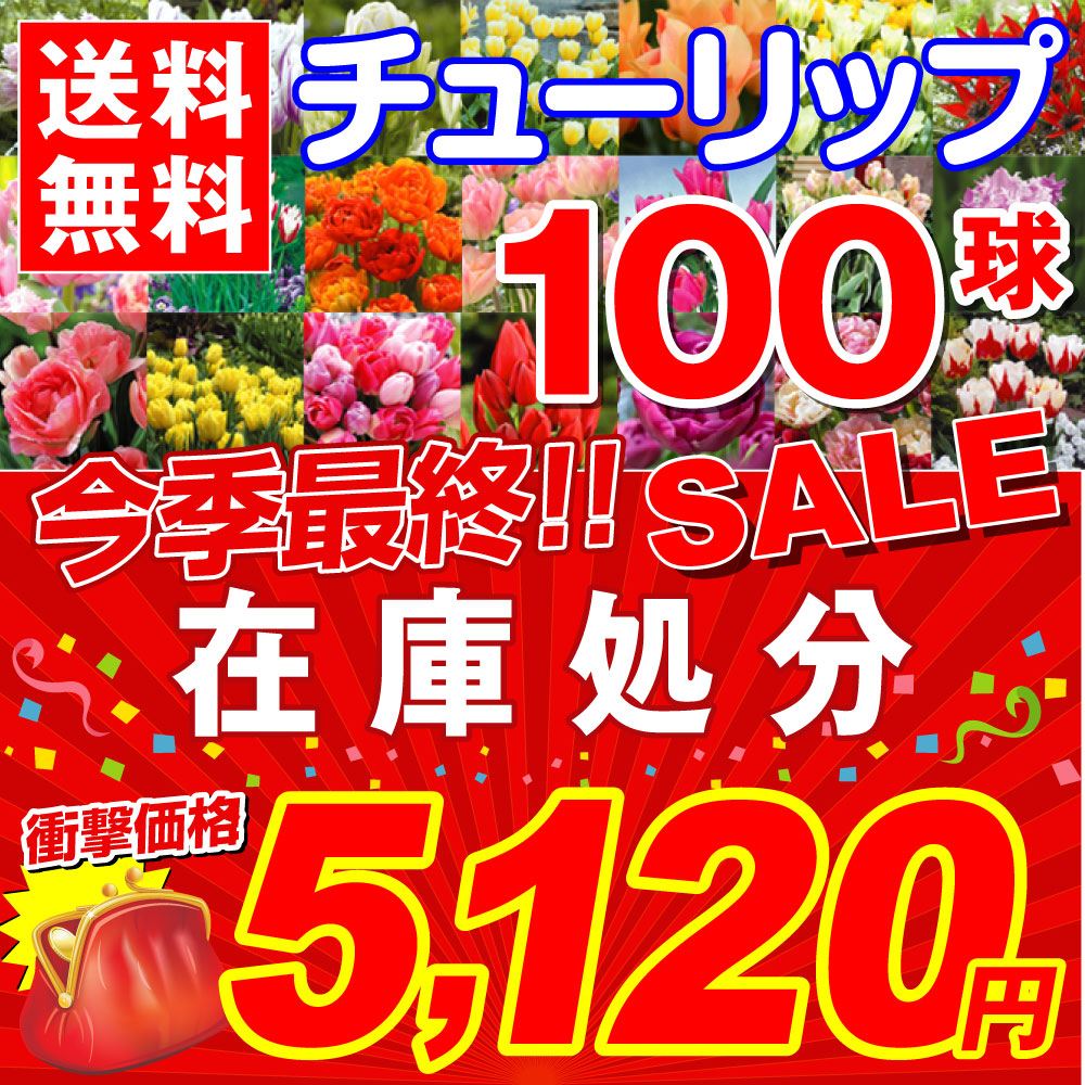 チューリップ 球根 在庫処分チューリップ 100球