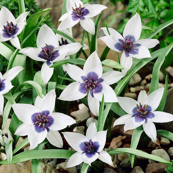 秋植え球根 原種系チューリップ アルバコエルレアオクラータ 10球