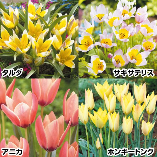 チューリップ 球根 原種系チューリップBセット 4種40球