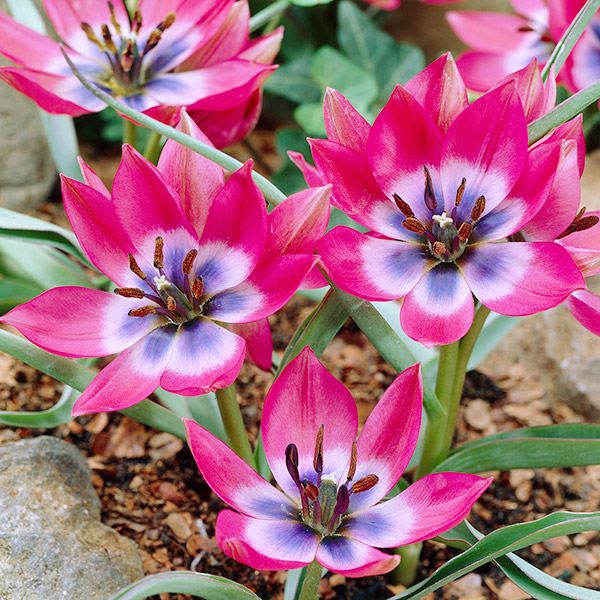 秋植え球根 原種系チューリップ リトルビューティー 10球