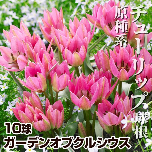 秋植え球根 原種系チューリップ  ガーデンオブクルシウス 10球