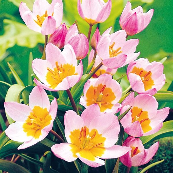 秋植え球根 原種系チューリップ  ライラックワンダー 10球