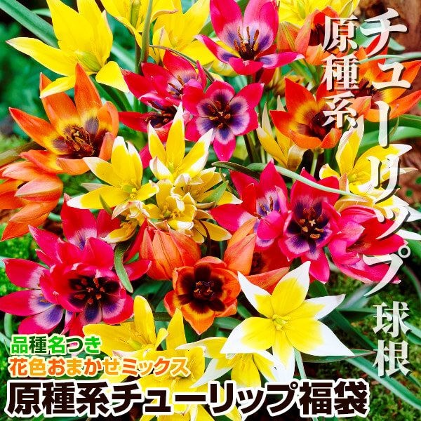 秋植え球根 原種系チューリップ福袋 (3～5品種見計らい・名称付) 40球
