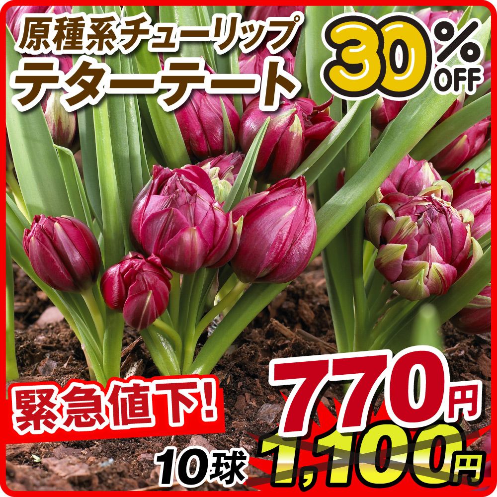 原種系チューリップ 球根 テータテート 10球 [限定特価]