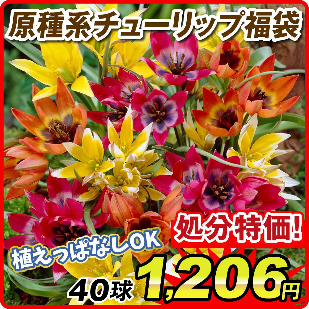 チューリップ 球根 在庫処分 原種系チューリップ福袋 40球