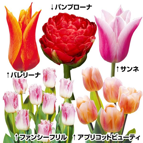 チューリップ 球根 バルブオブザイヤーBセット 5種25球 送料無料