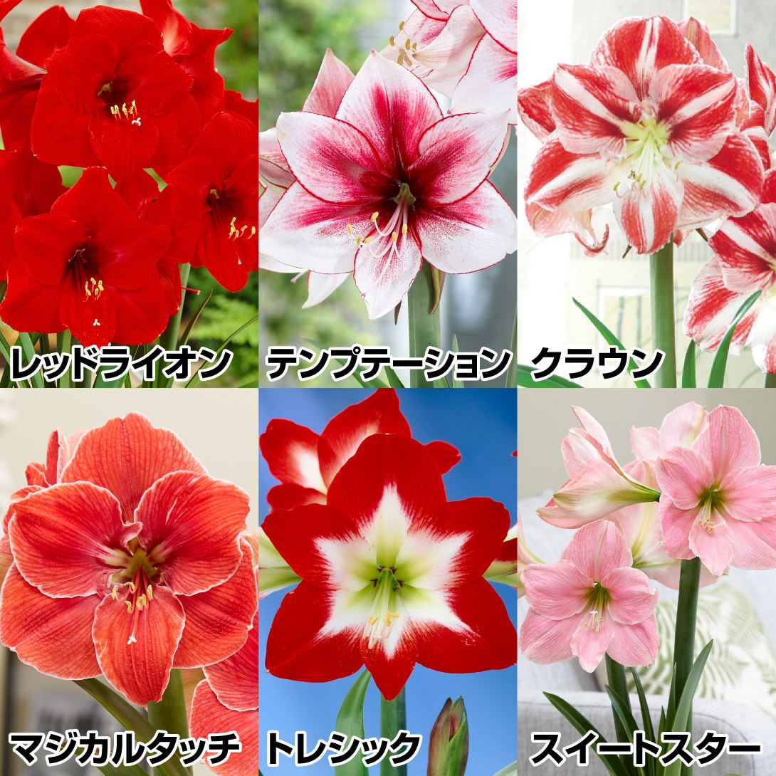 アマリリス 球根のみ 一重咲球根アマリリスセット 6種6球