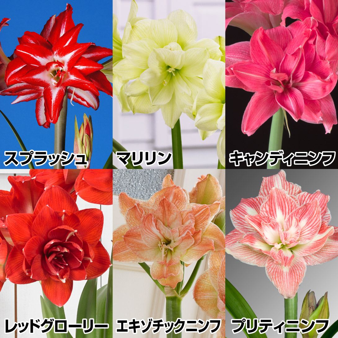 アマリリス 球根のみ 八重咲球根アマリリスセット 6種6球