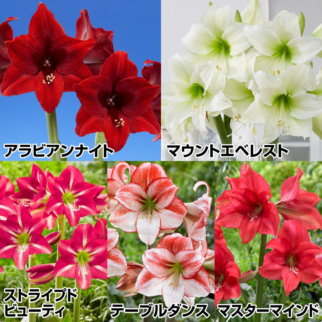アマリリス 球根のみ お買得球根アマリリスセット 5種5球