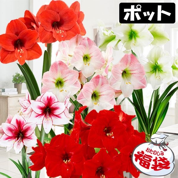 アマリリス ポット植え 一重咲ポット福袋
