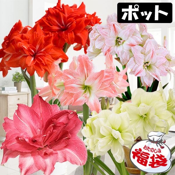 アマリリス ポット植え 八重咲ポット福袋