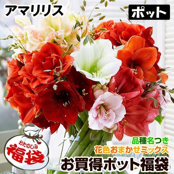 アマリリス お買得ポット福袋