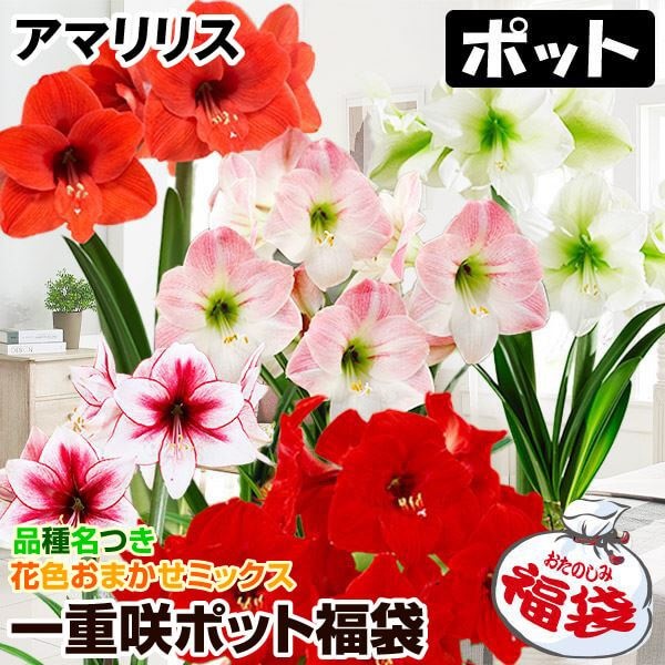 アマリリス ポット植え 一重咲ポット福袋