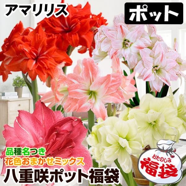 アマリリス ポット植え 八重咲ポット福袋