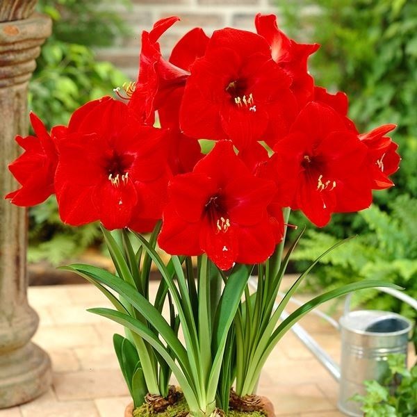 アマリリス ポット植え 一重咲 レッドライオン 1箱