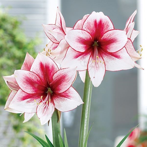 アマリリス ポット植え 一重咲 テンプレーション 1箱