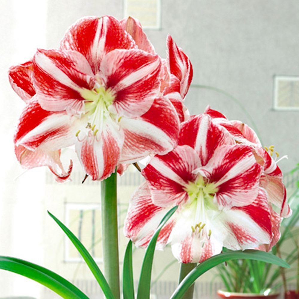 アマリリス ポット植え 一重咲 クラウン 1箱