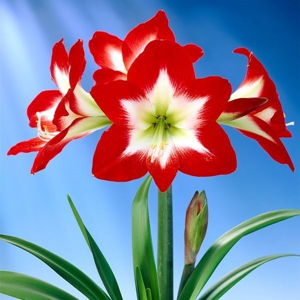 アマリリス ポット植え 一重咲 トレシック 1箱