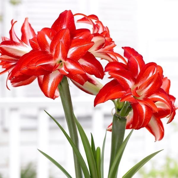 アマリリス ポット植え 八重咲 スプラッシュ 1箱