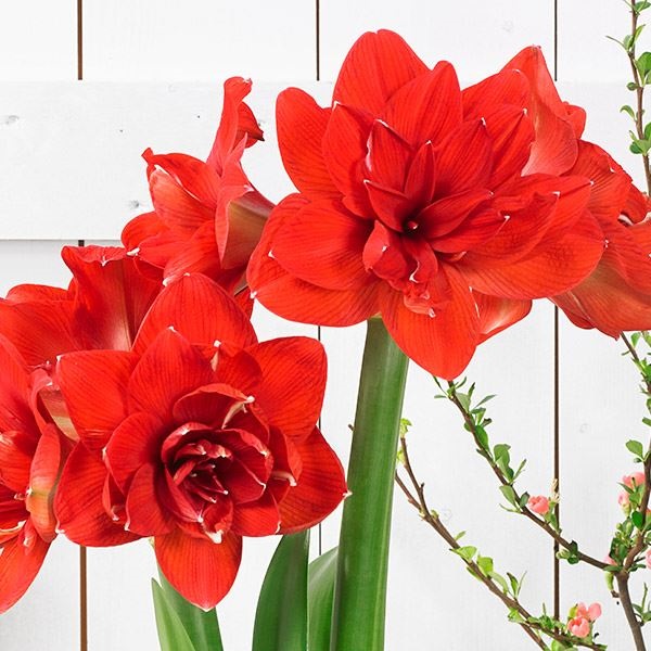 アマリリス ポット植え 八重咲 レッドグローリー 1箱