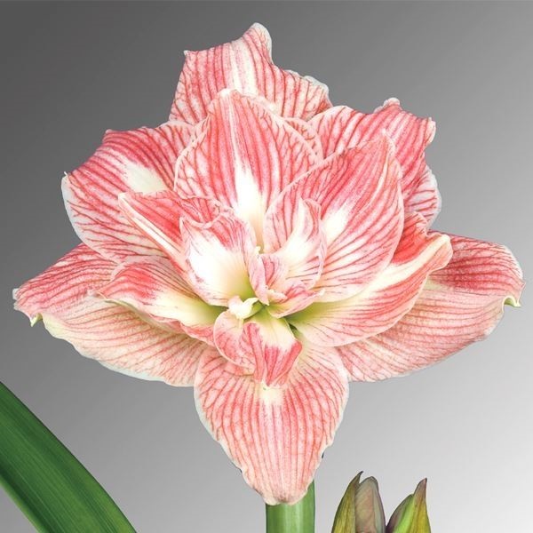 アマリリス ポット植え 八重咲 プリティニンフ 1箱