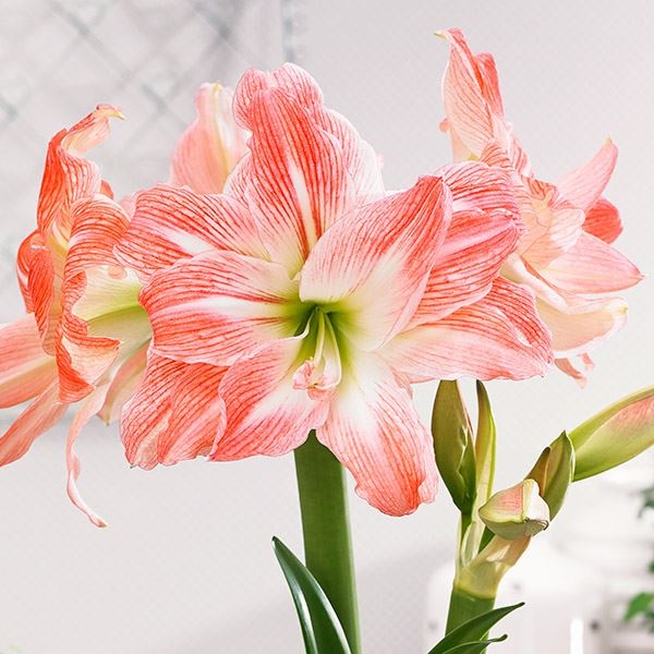 アマリリス ポット植え 八重咲 ジャイアントアマデウス 1箱