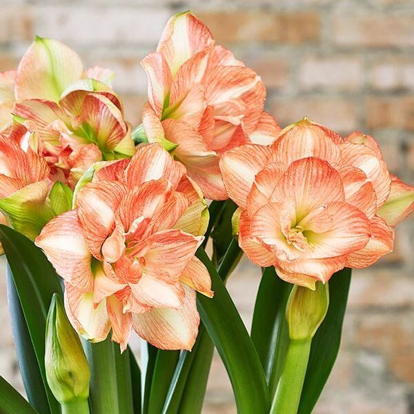 アマリリス ポット植え 八重咲 ビューティフルエモーション 1箱