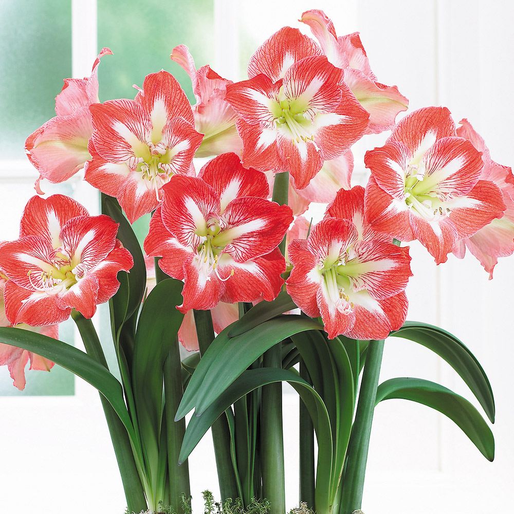アマリリス ポット植え 一重咲 ミネルバ 1箱