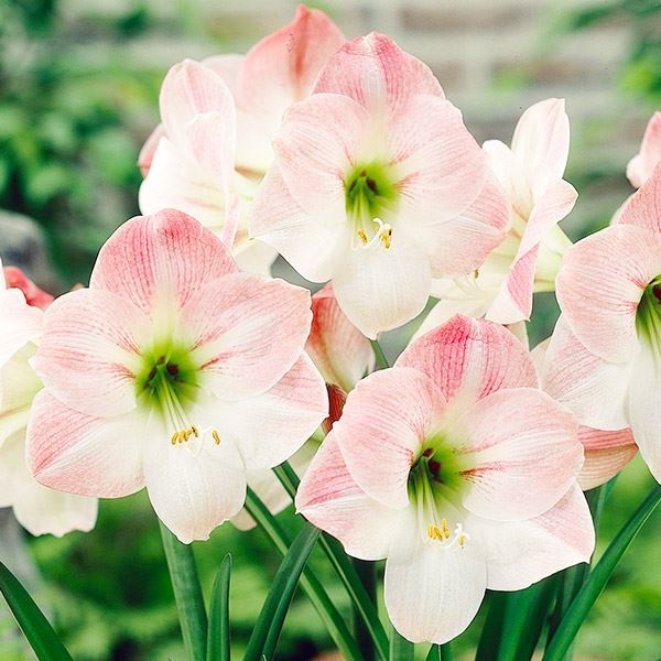 アマリリス ポット植え 一重咲 アップルブロッサム 1箱
