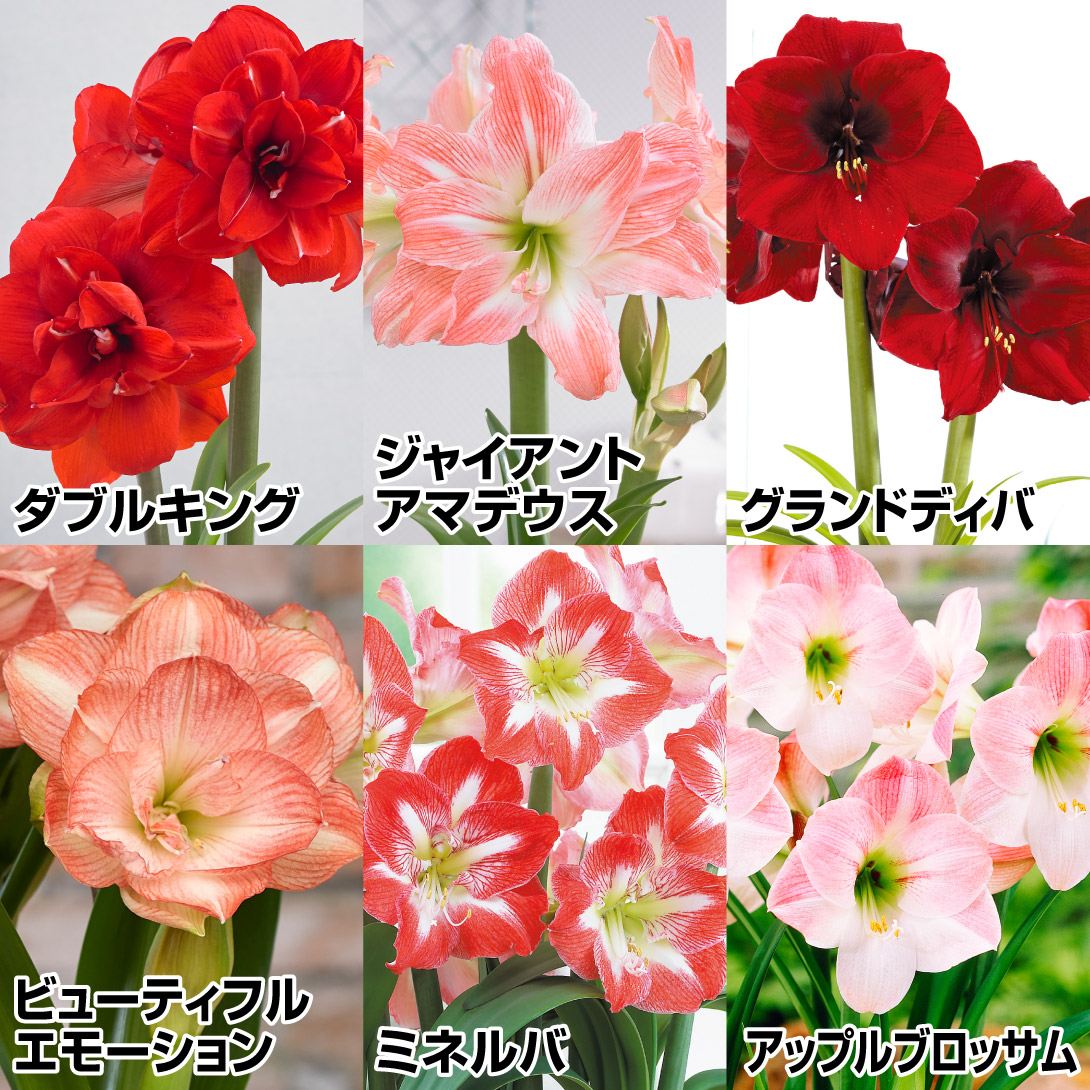 アマリリス ポット植え 八重一重混合ポットアマリリスAセット 6種6箱