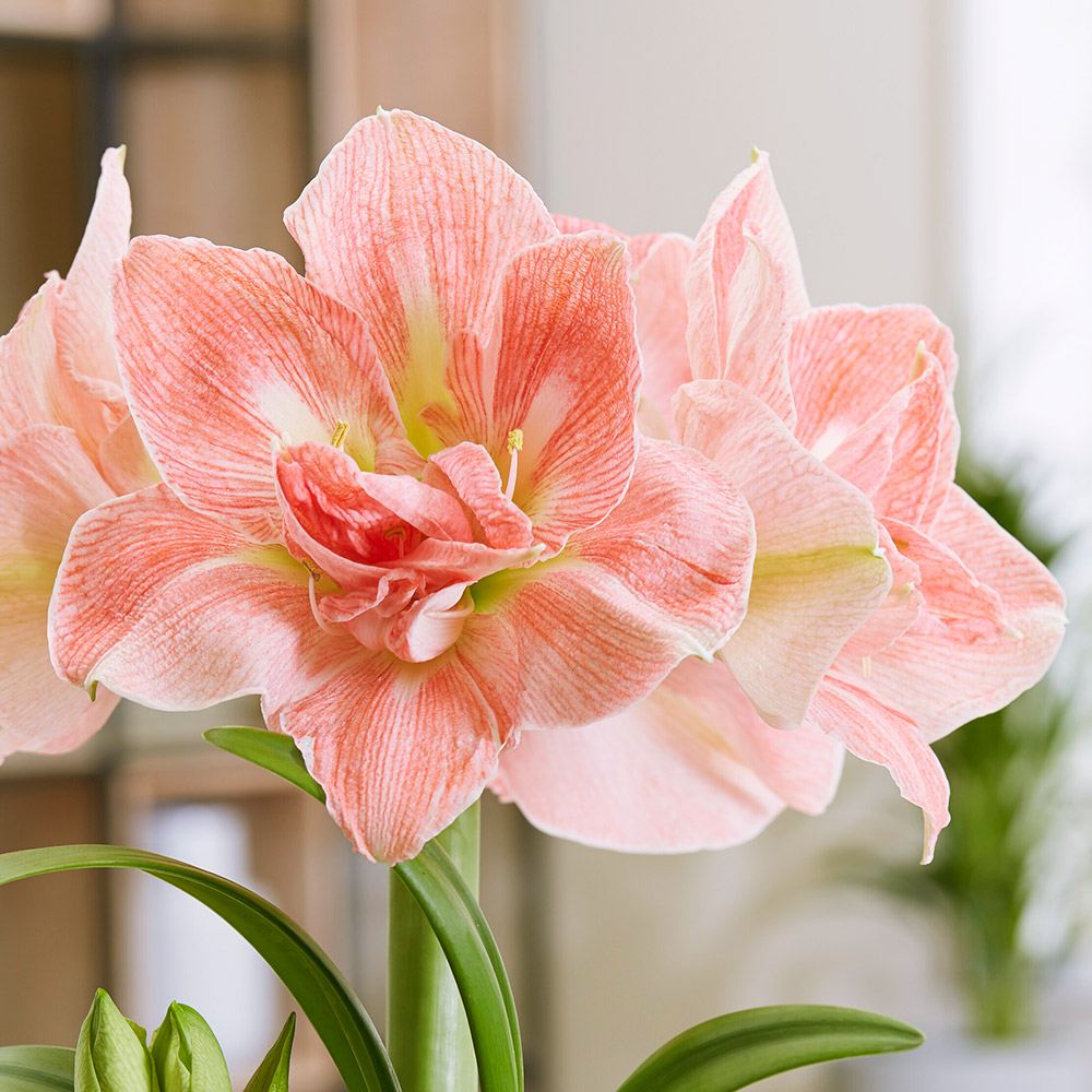 アマリリス ポット植え 八重咲 ラブリィニンフ 1箱