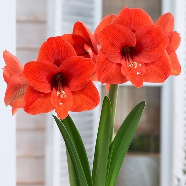 アマリリス ポット植え 一重咲 ナランハ 1箱