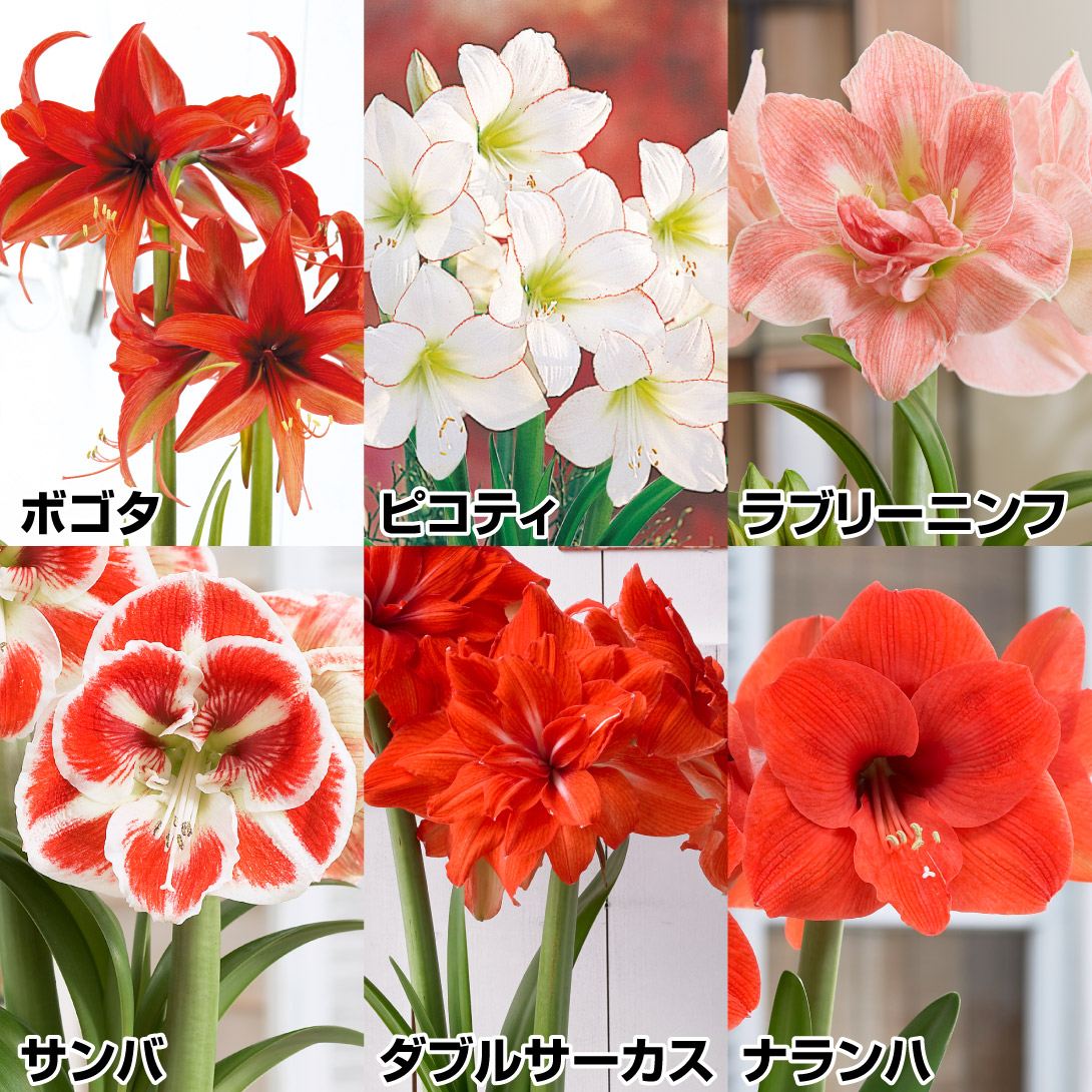 アマリリス ポット植え 八重一重混合ポットアマリリスBセット 6種6箱