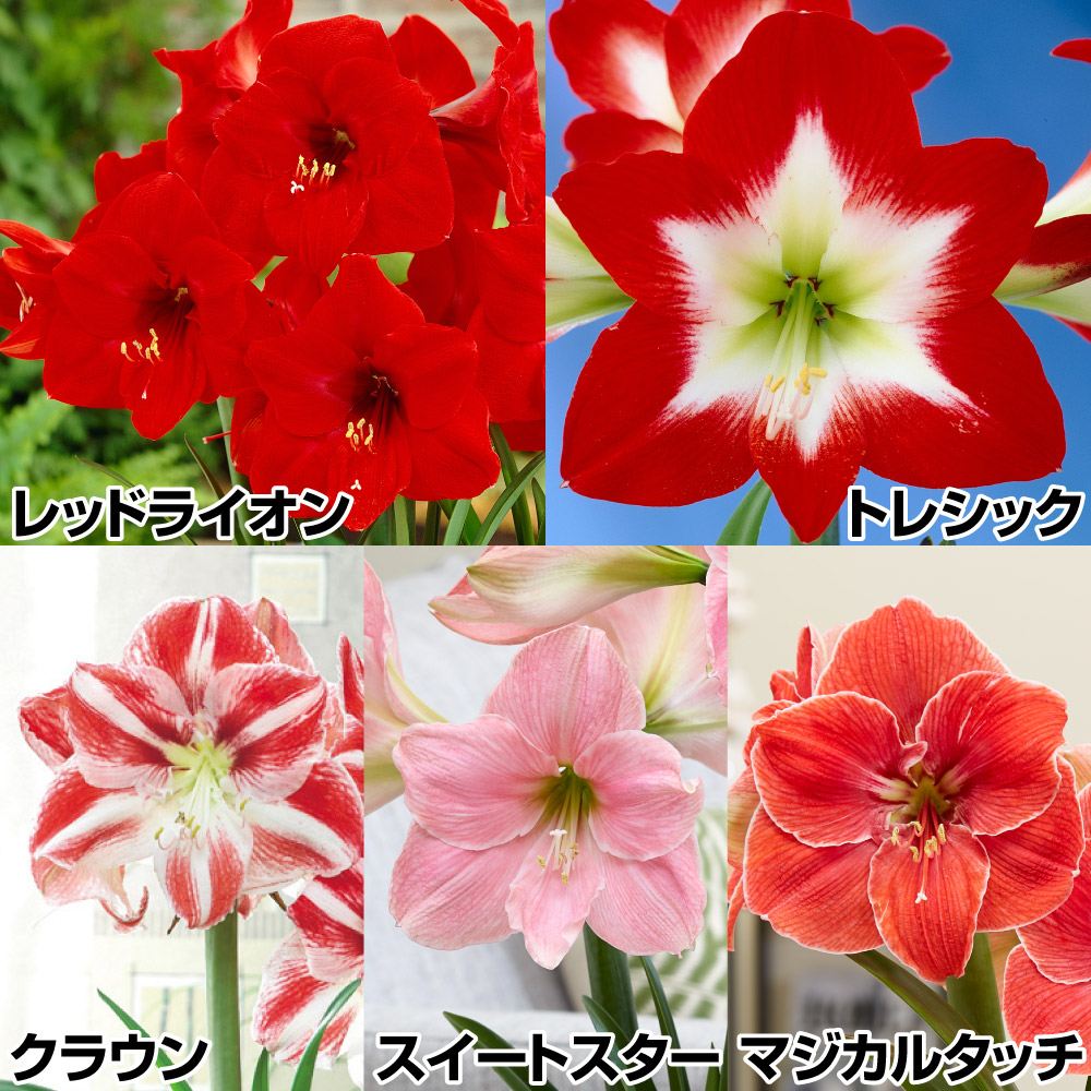 アマリリス ポット植え 一重咲 ポットアマリリス5箱セット 5種5箱