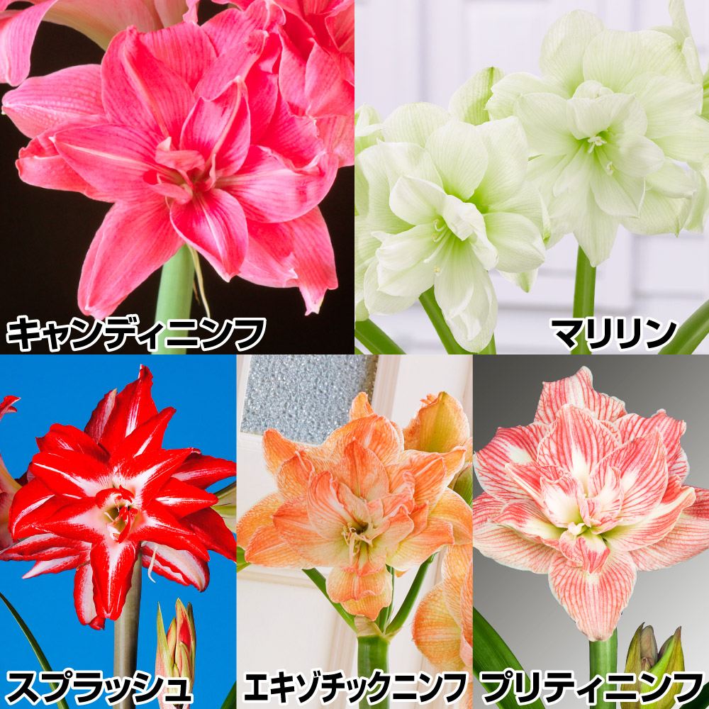 アマリリス ポット植え 八重咲 ポットアマリリス5箱セット 5種5箱