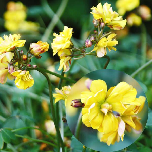 夏植え球根 オキザリス ダブルトラブル 5球