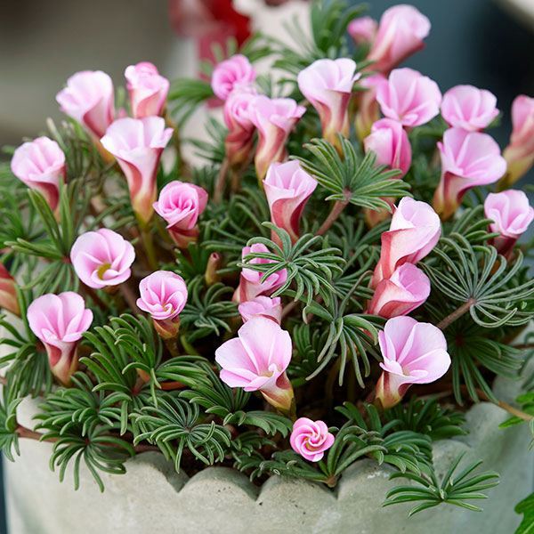 夏植え球根 オキザリス オータムピンク 5球