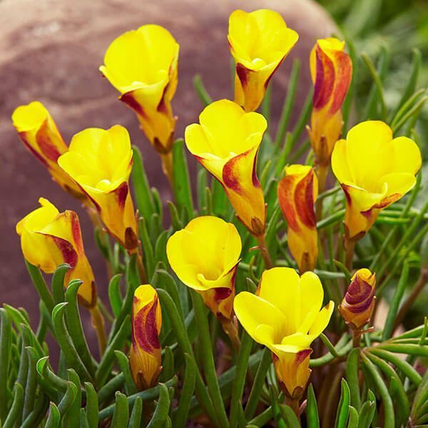 夏植え球根 オキザリス ゴールデンケープ 5球
