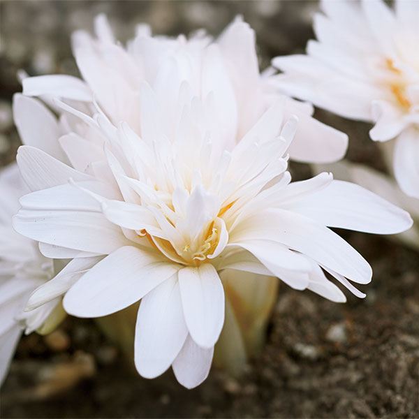 夏植え球根 コルチカム アルボプレナム 1球