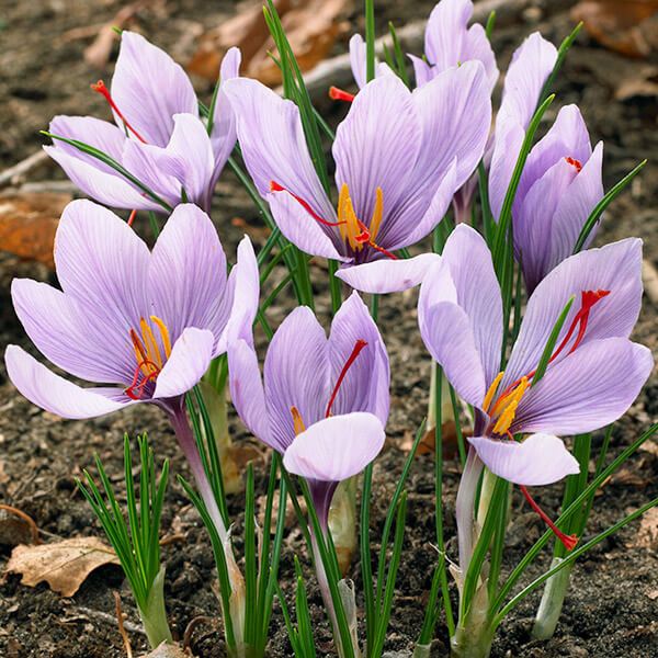 夏植え球根 サフラン 特大球 5球
