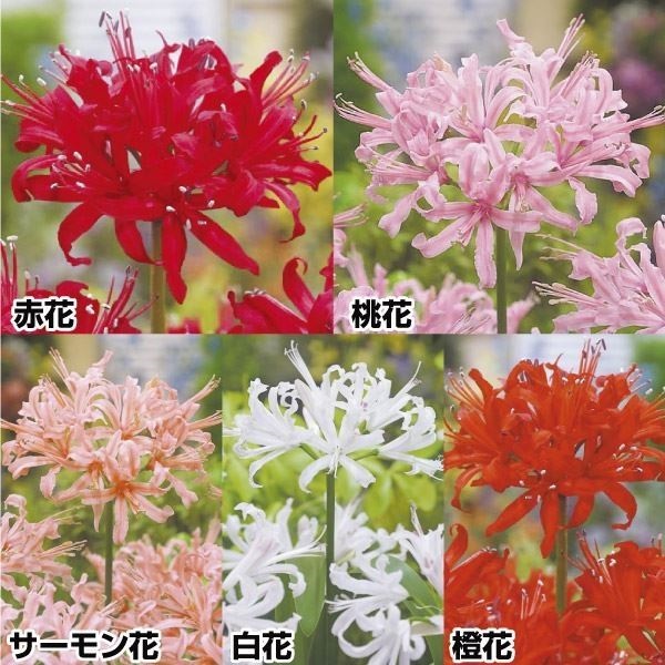 夏植え球根 ダイヤモンドリリーセット 5色5球
