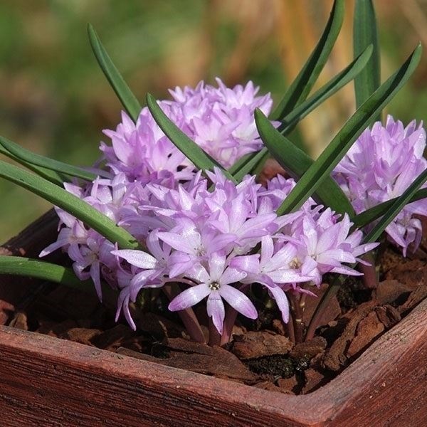 夏植え球根 ポリキセナ (ラケナリア) ピンク 5球