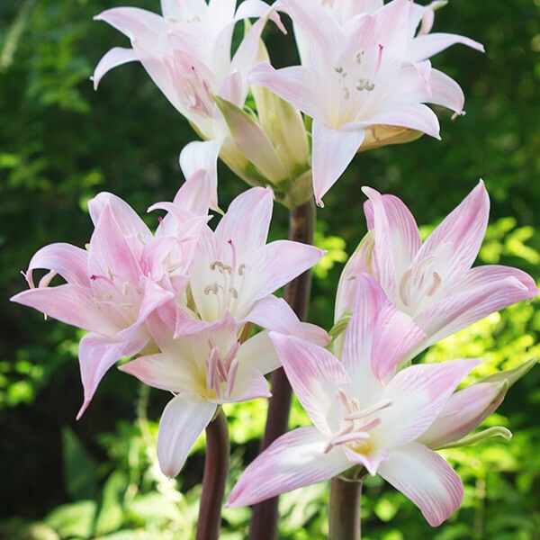夏植え球根 ホンアマリリス (ベラドンナリリー) 桃花 1球