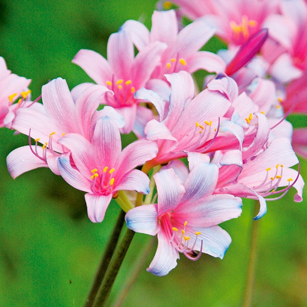 夏植え球根 リコリス スプレンゲリー