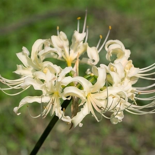 夏植え球根 リコリス アルビフローラ 3球