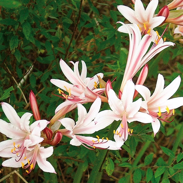 夏植え球根 リコリス インカルナータ 3球